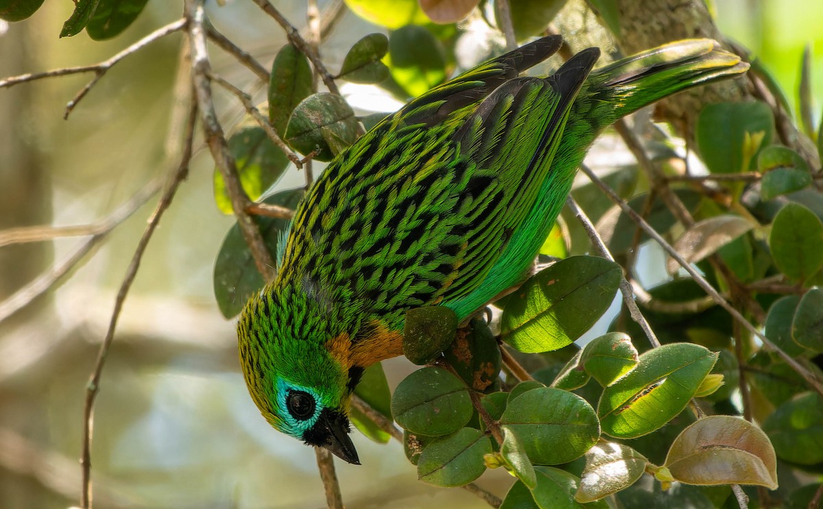 Tangara de Desmarest - ML645645124