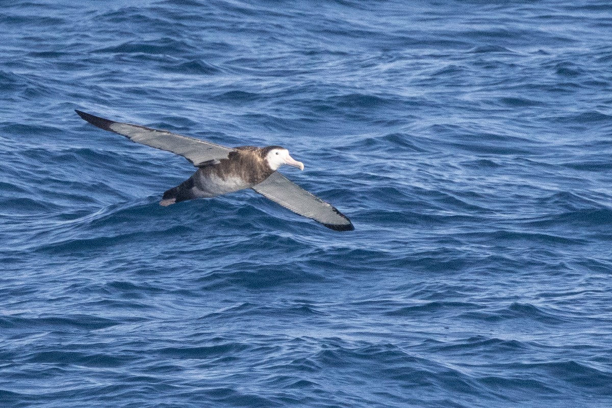 Antipodean Albatross (New Zealand) - ML645645125