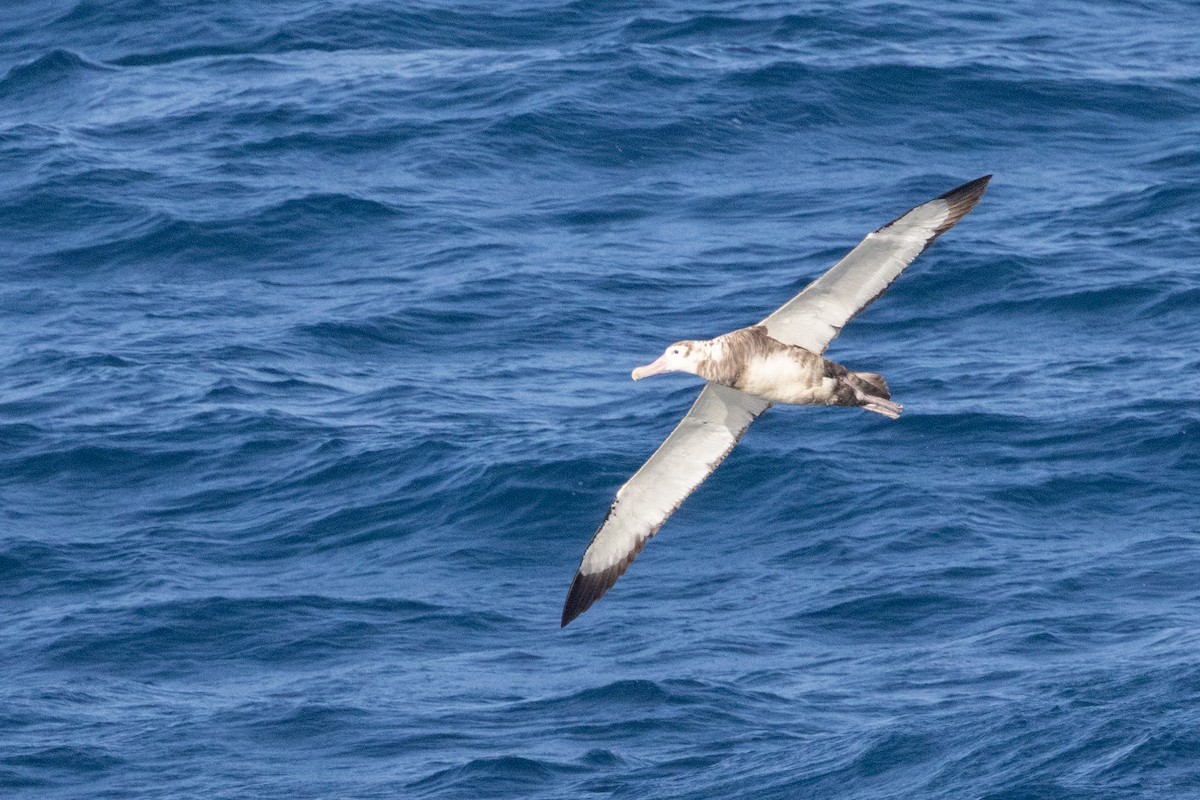 Antipodean Albatross (New Zealand) - ML645645126