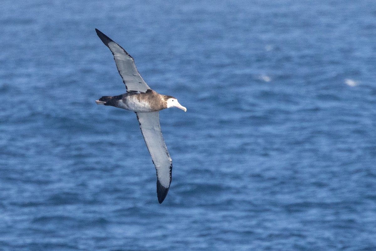 Antipodean Albatross (New Zealand) - ML645645127