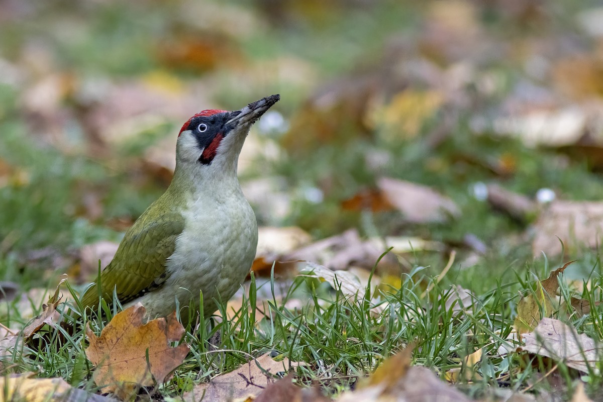 נקר ירוק - ML645645143