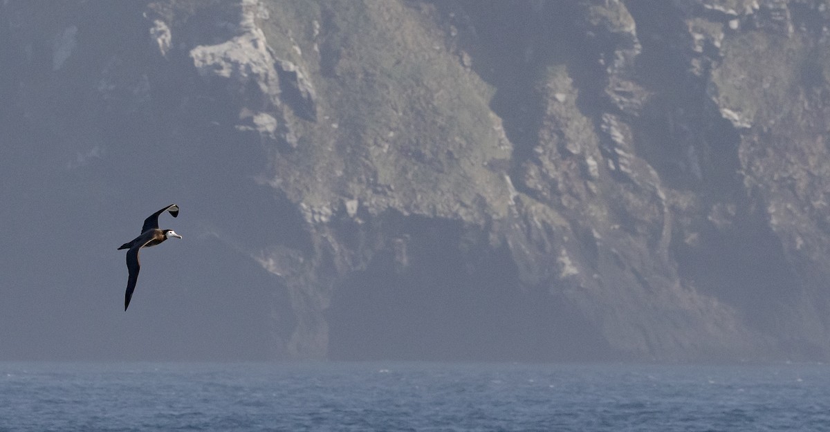 Antipodean Albatross (New Zealand) - ML645645144