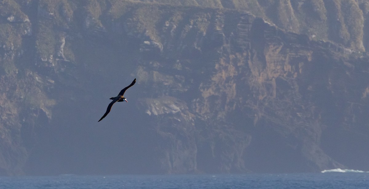 Antipodean Albatross (New Zealand) - ML645645145