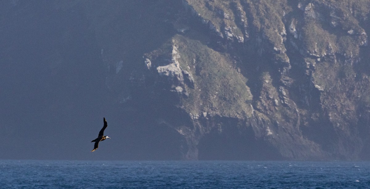 Antipodean Albatross (New Zealand) - ML645645146
