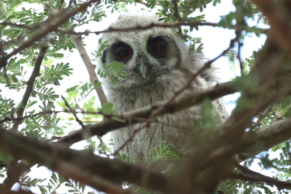 Southern White-faced Owl - ML645645147