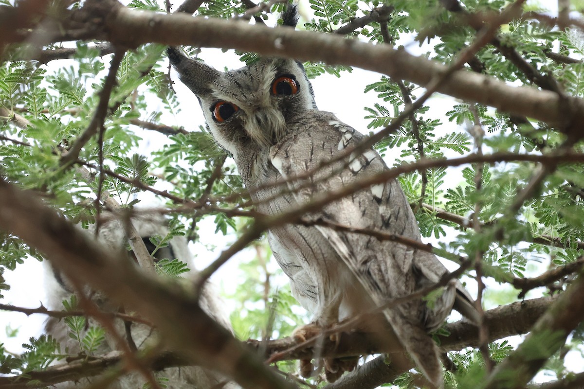 Southern White-faced Owl - ML645645148