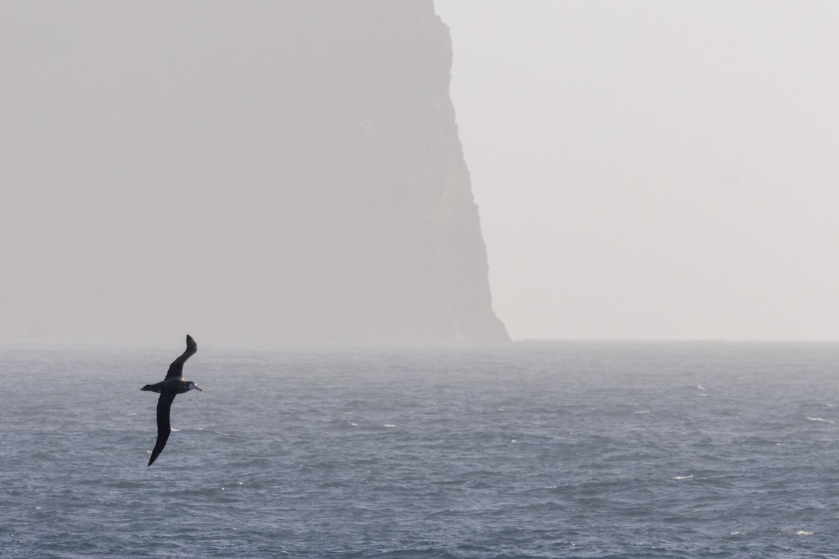 Antipodean Albatross (New Zealand) - ML645645154