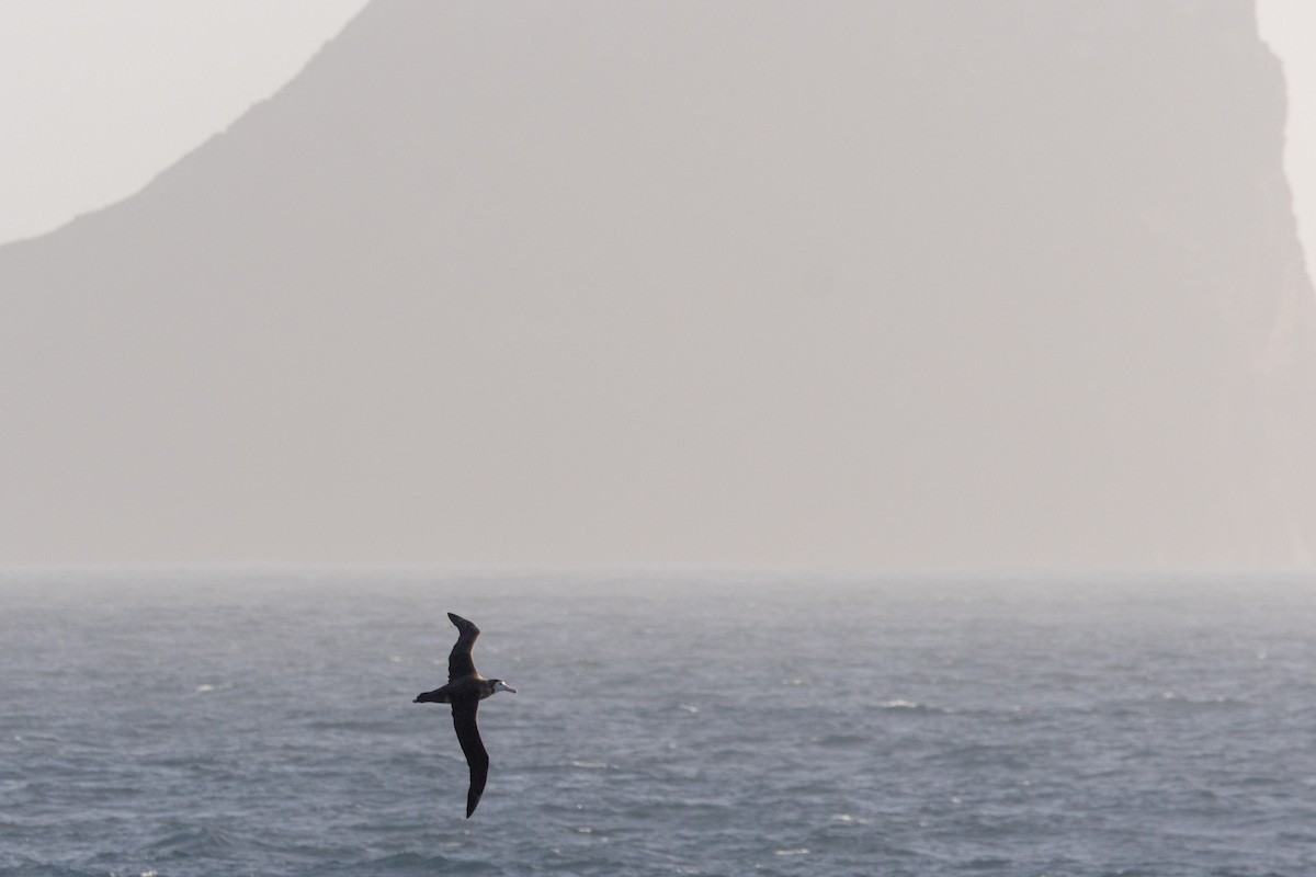 Antipodean Albatross (New Zealand) - ML645645155