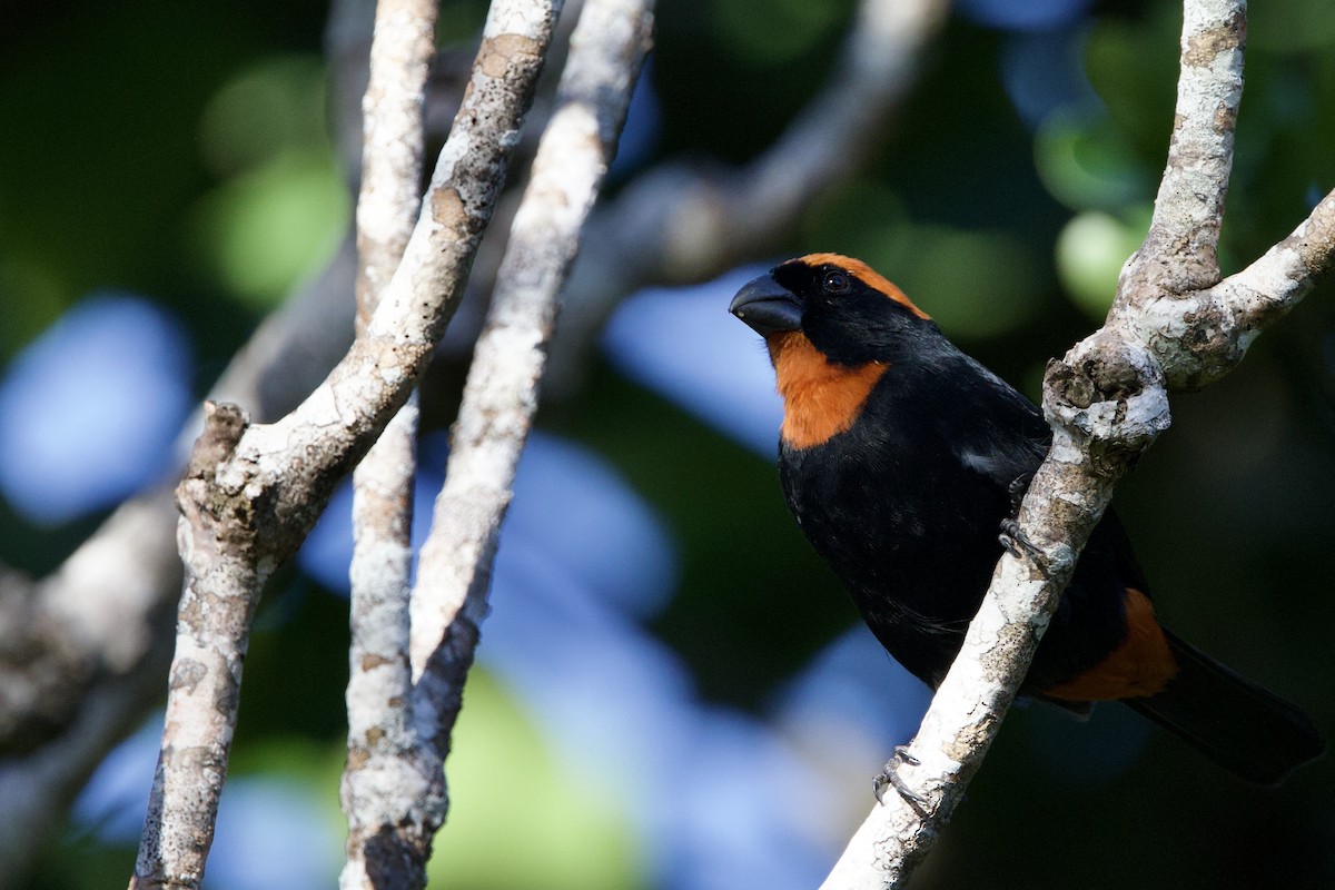 Puerto Rican Bullfinch - ML645645162