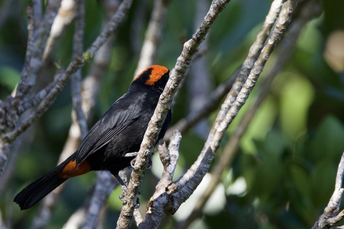 Puerto Rican Bullfinch - ML645645163
