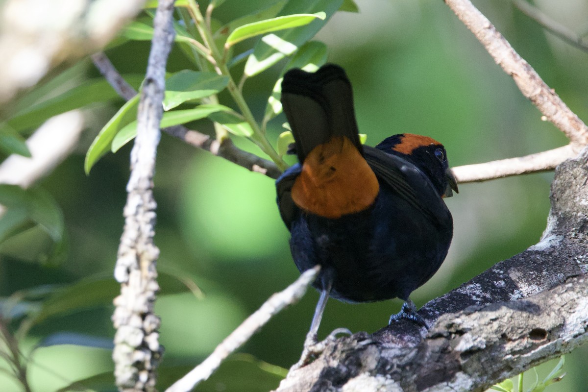 Puerto Rican Bullfinch - ML645645166