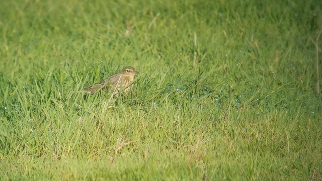 Скальный конёк - ML645645189