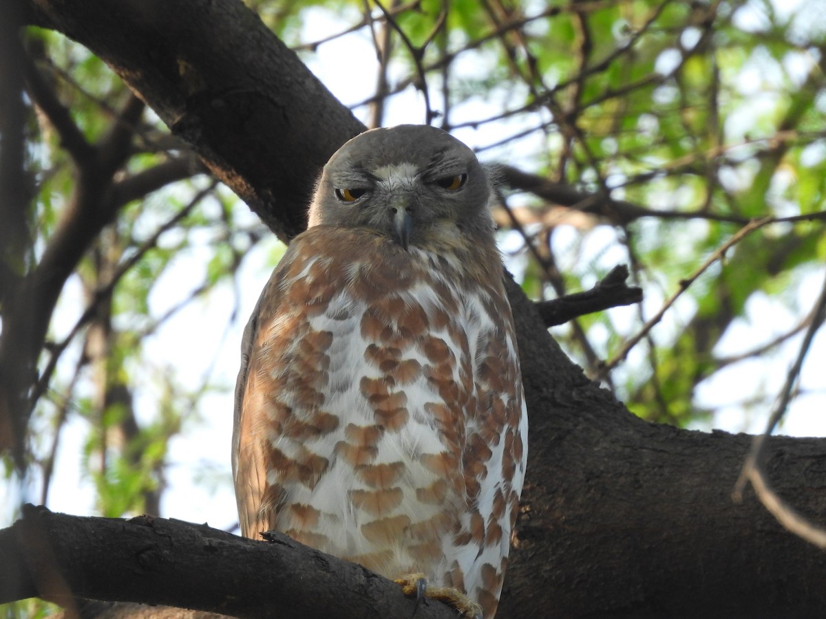 Brown Boobook - ML645645205
