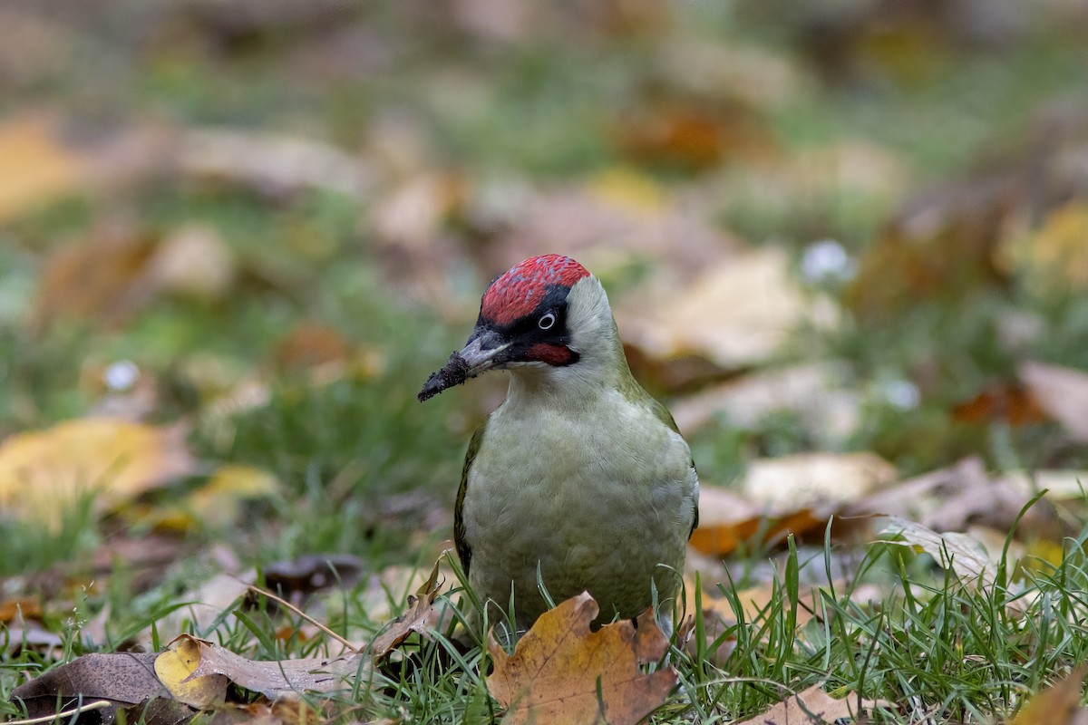 נקר ירוק - ML645645208