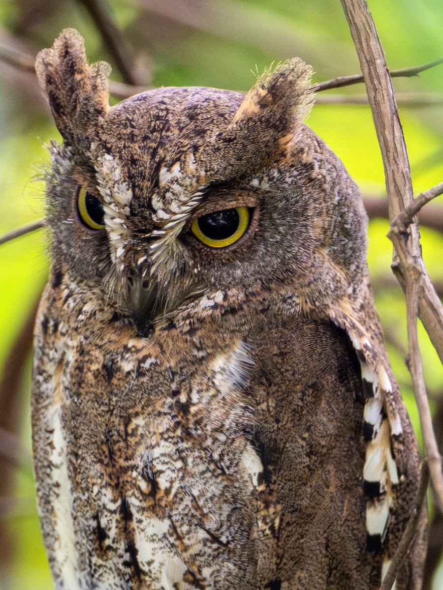 東方角鴞 - ML645645216