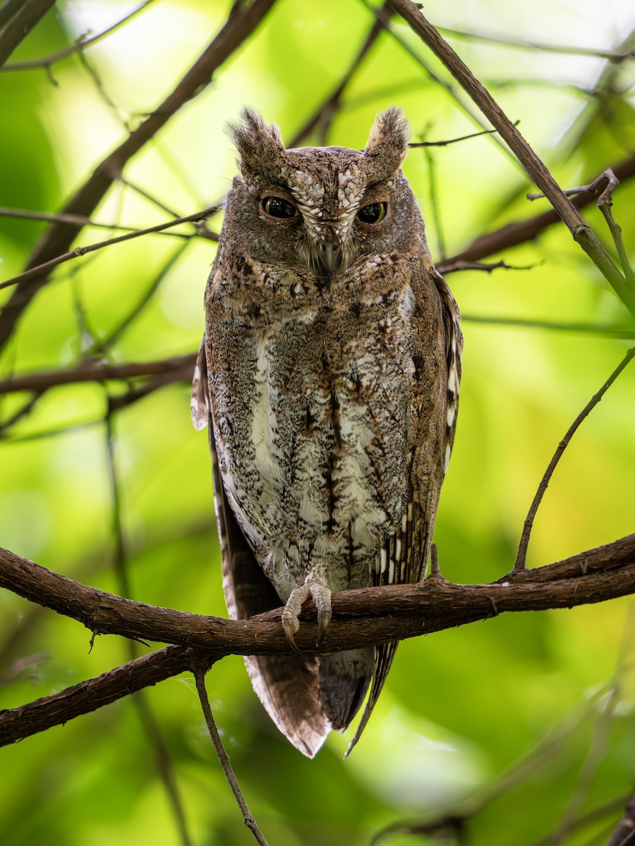 東方角鴞 - ML645645217