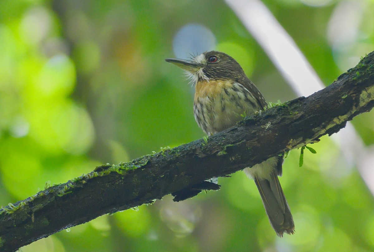 White-whiskered Puffbird - ML645645220