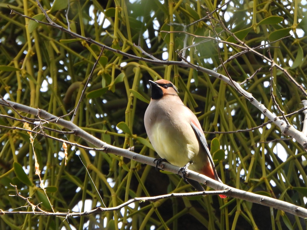Japanese Waxwing - ML645645237
