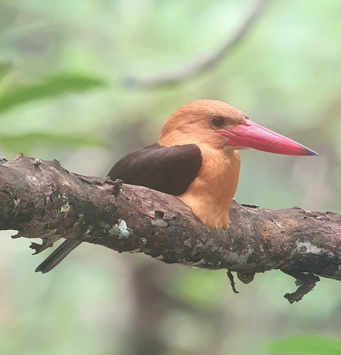 Brown-winged Kingfisher - ML645645240