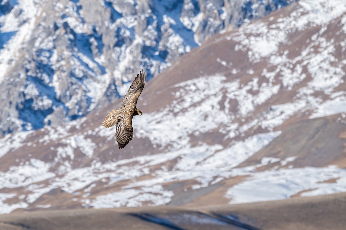 orlosup bradatý - ML645645243