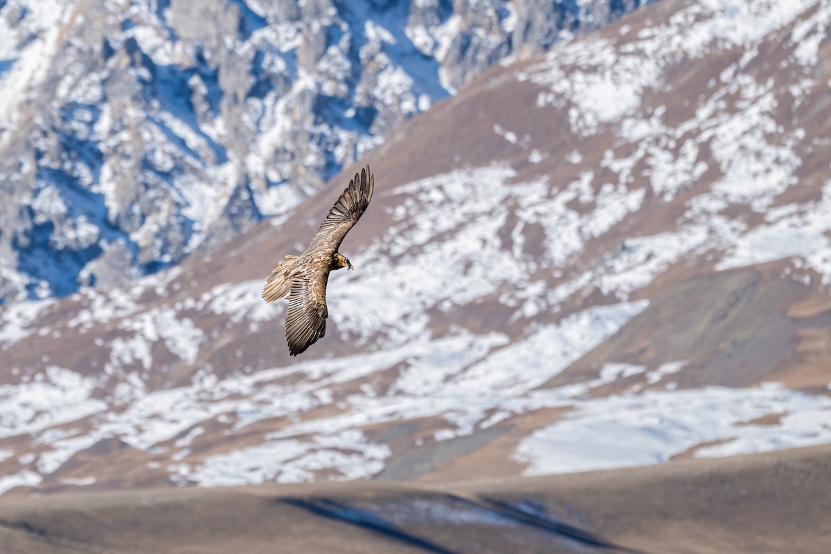 orlosup bradatý - ML645645244