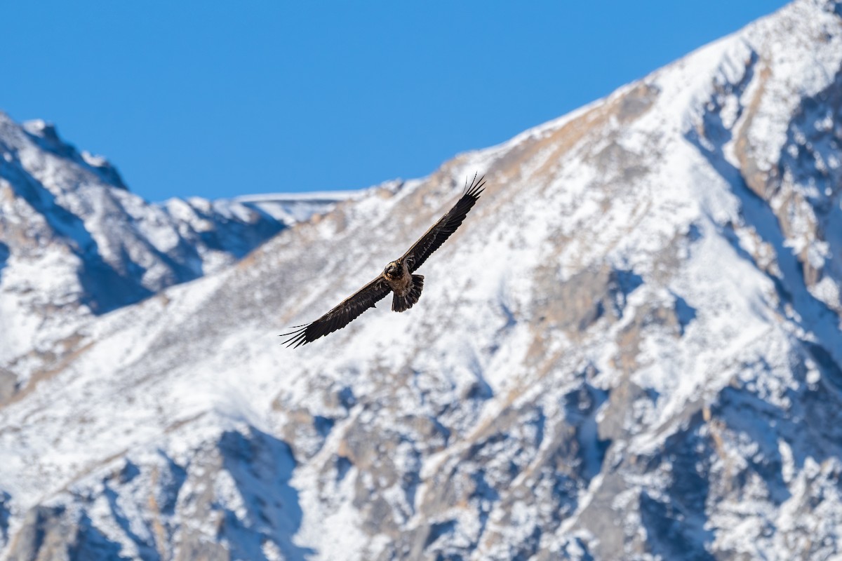 orlosup bradatý - ML645645245