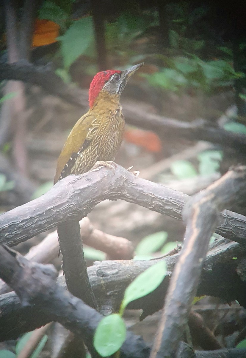 burmaspett - ML645645246