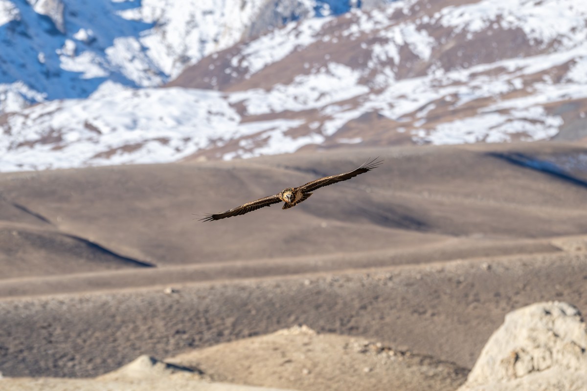 orlosup bradatý - ML645645247