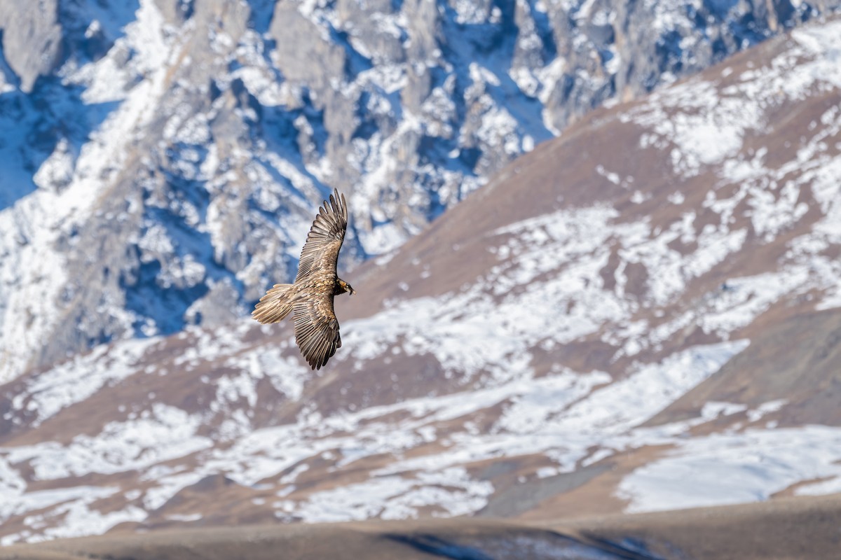 orlosup bradatý - ML645645248