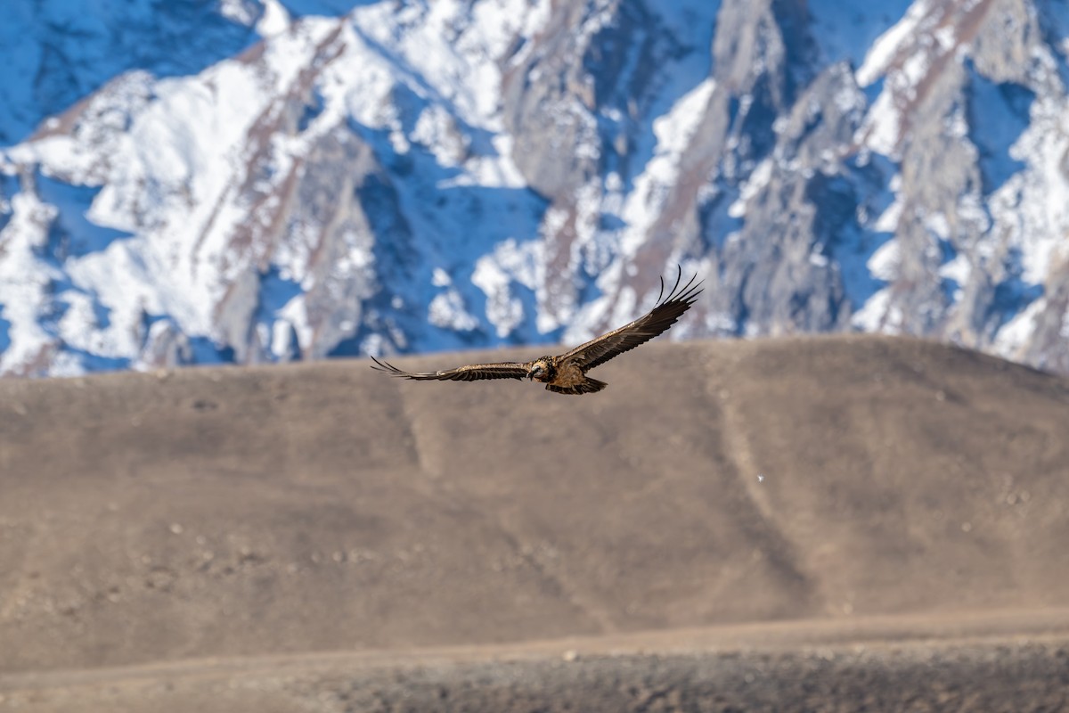 orlosup bradatý - ML645645249