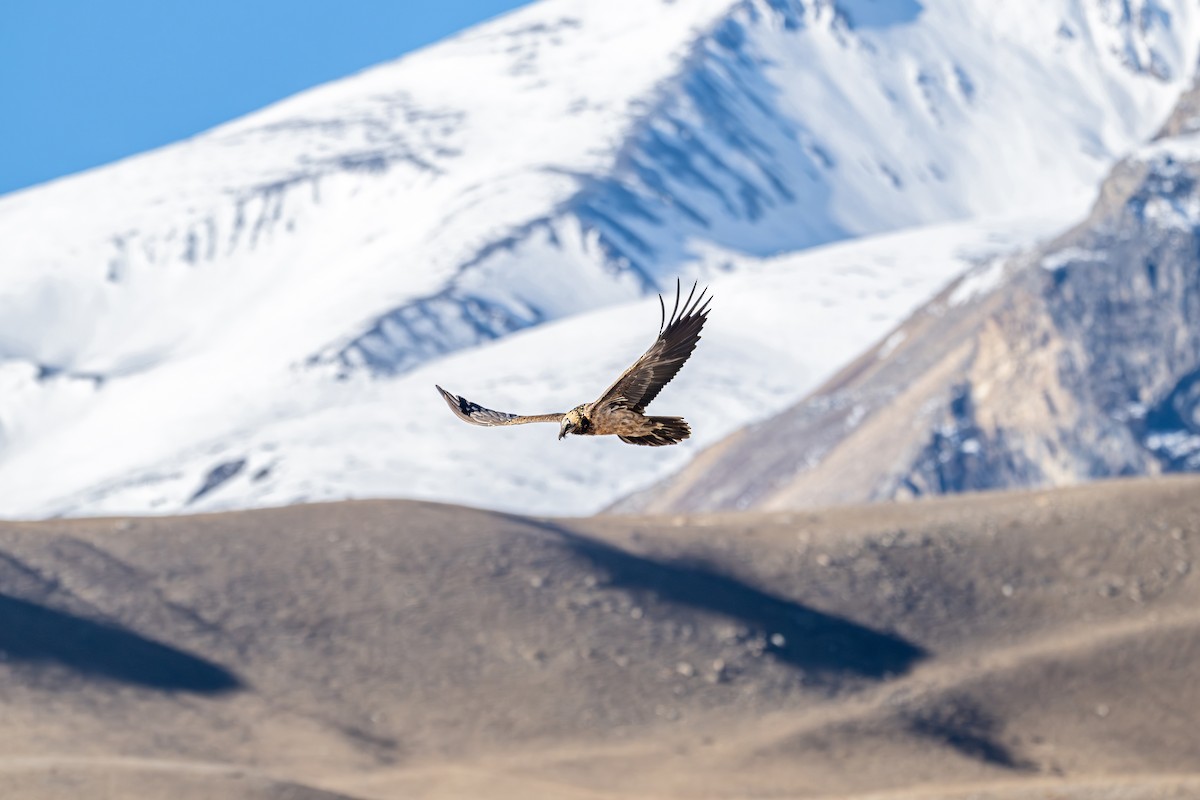 orlosup bradatý - ML645645250