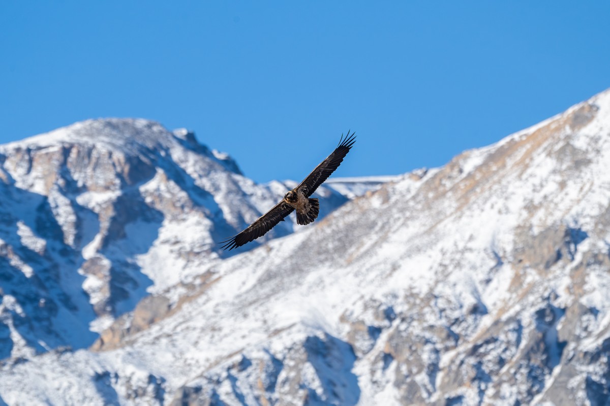 orlosup bradatý - ML645645251