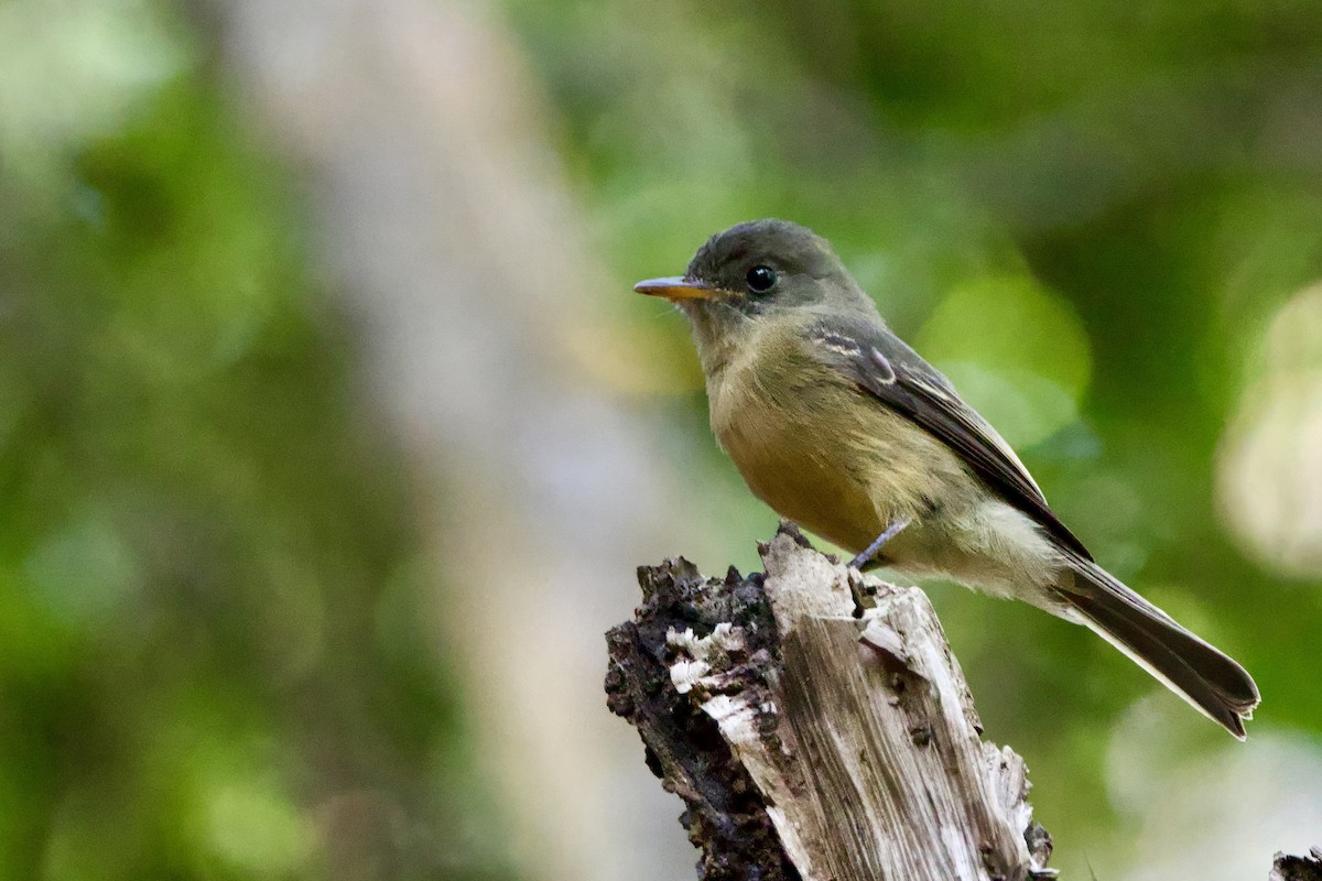 Lesser Antillean Pewee (Puerto Rico) - ML645645252