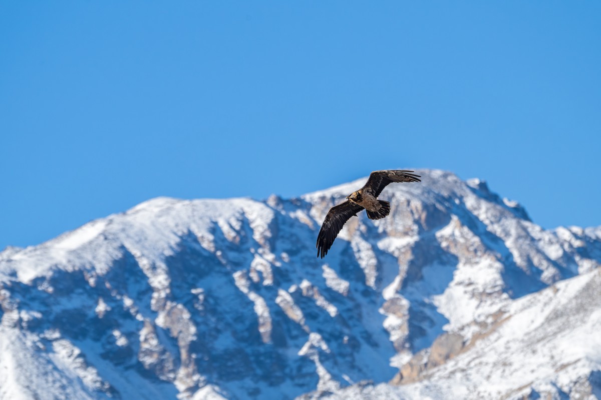 orlosup bradatý - ML645645253