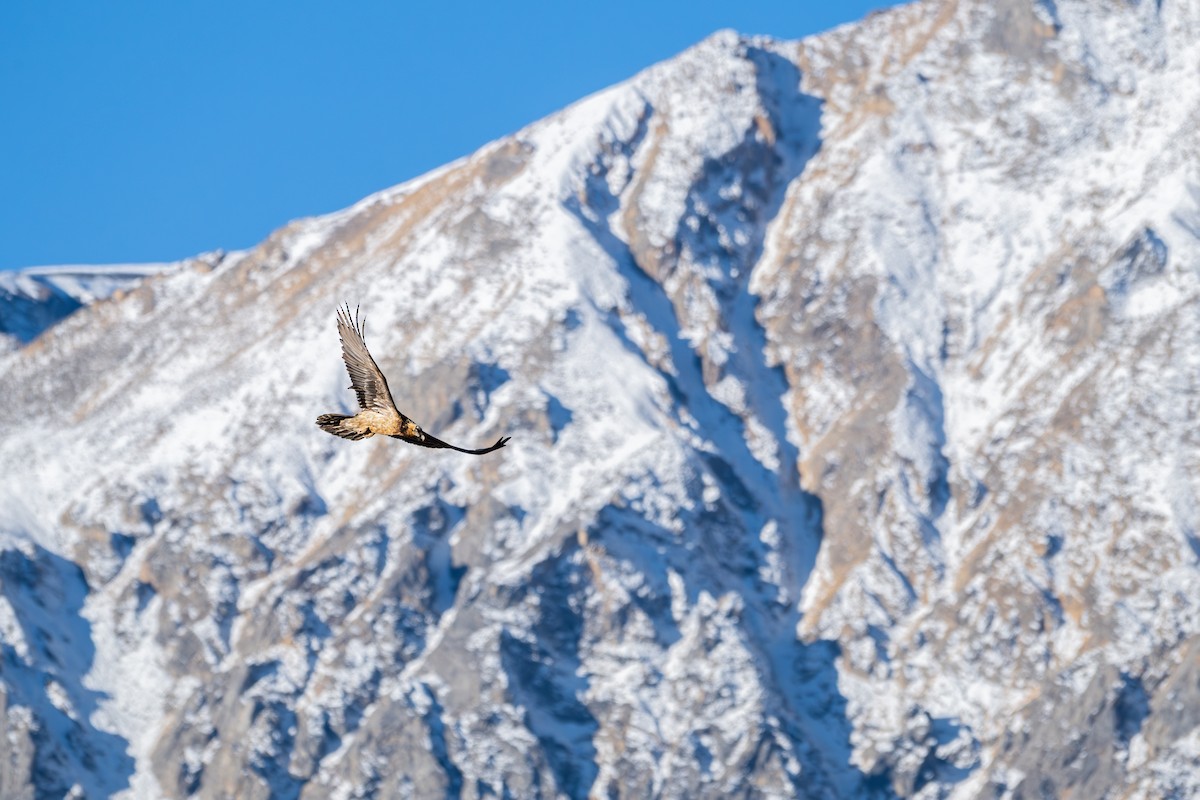 orlosup bradatý - ML645645255