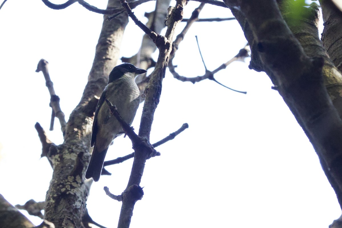 Tangara Puertorriqueña - ML645645261