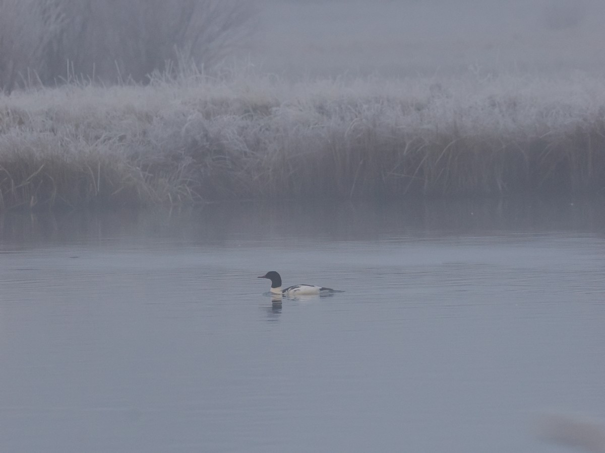 Common Merganser - ML645645267