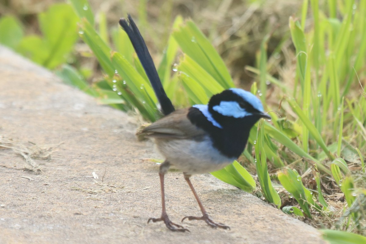 Superb Fairywren - ML645645272