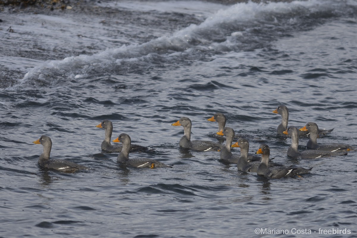 Flightless Steamer-Duck - ML645645273