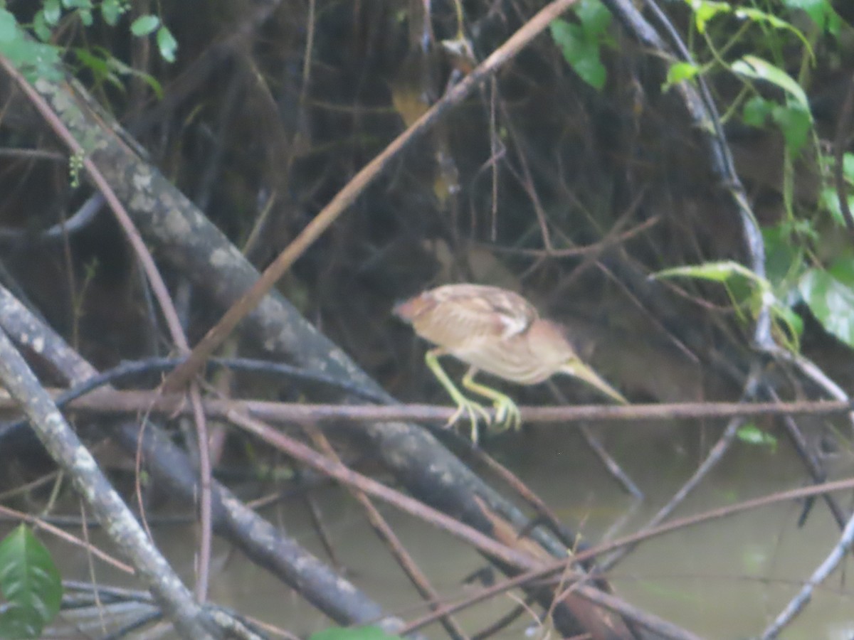 Yellow Bittern - ML645645276