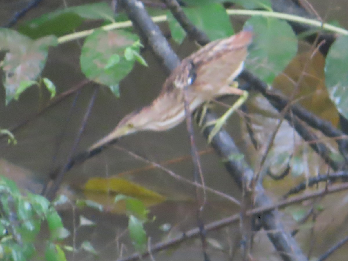 Yellow Bittern - ML645645277