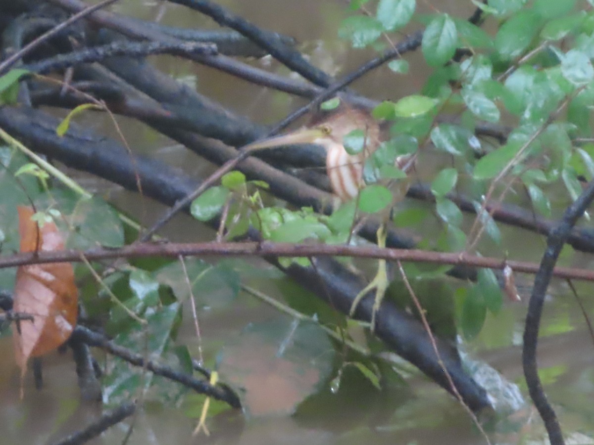 Yellow Bittern - ML645645278