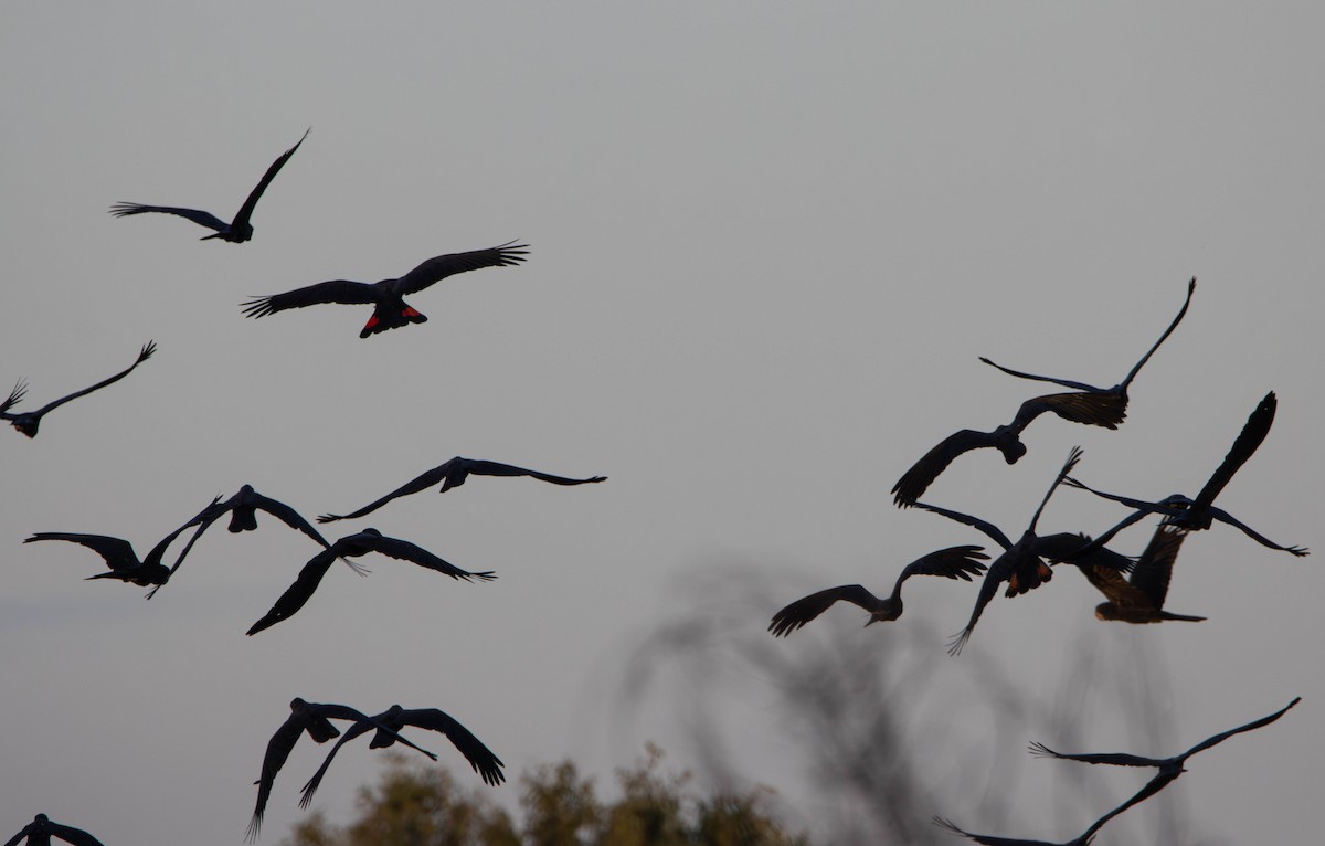 Red-tailed Black-Cockatoo - ML645645279