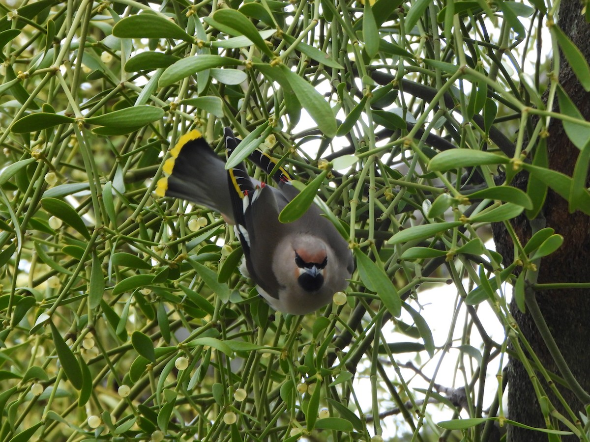 Bohemian Waxwing - ML645645280