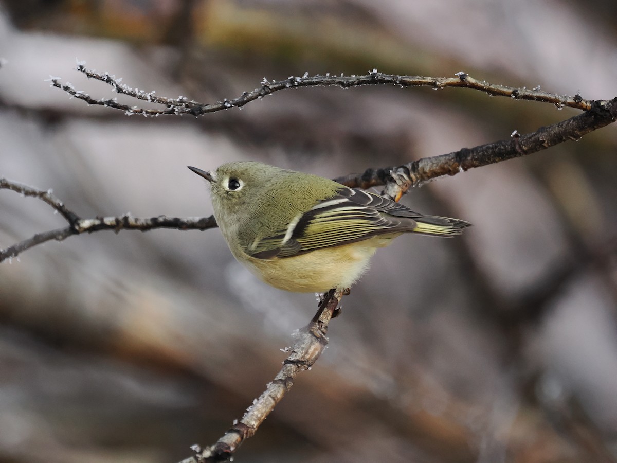 Ruby-crowned Kinglet - ML645645281