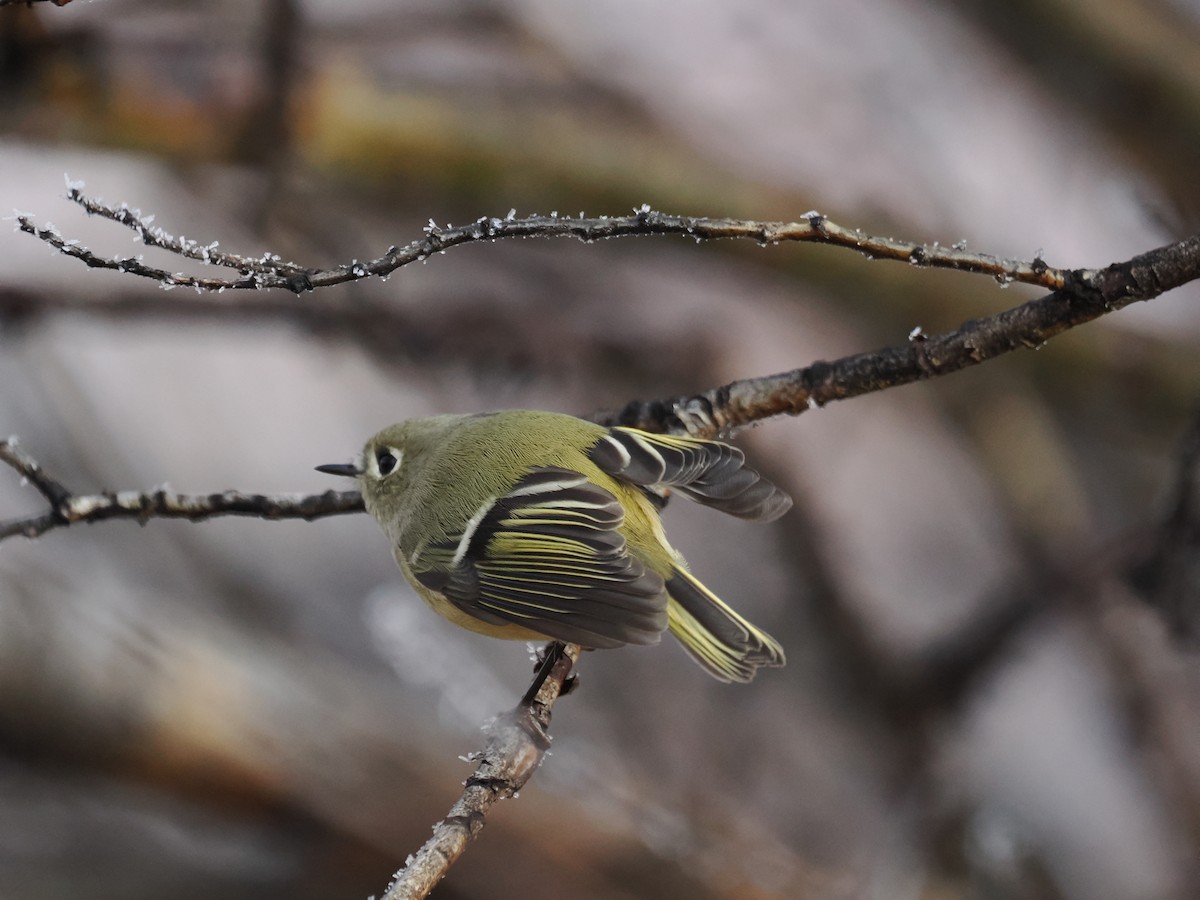 Ruby-crowned Kinglet - ML645645282