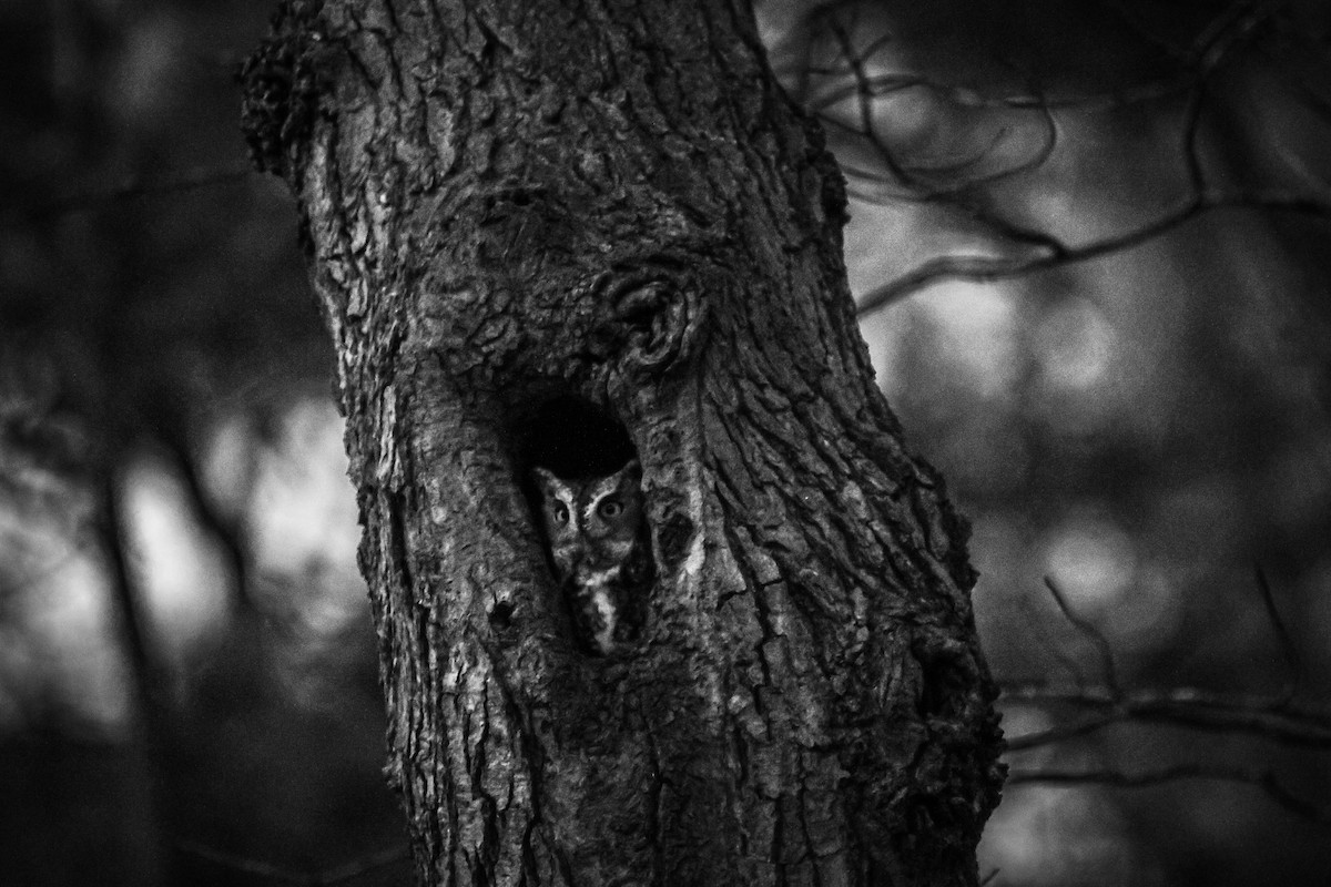 Eastern Screech-Owl - ML645645283