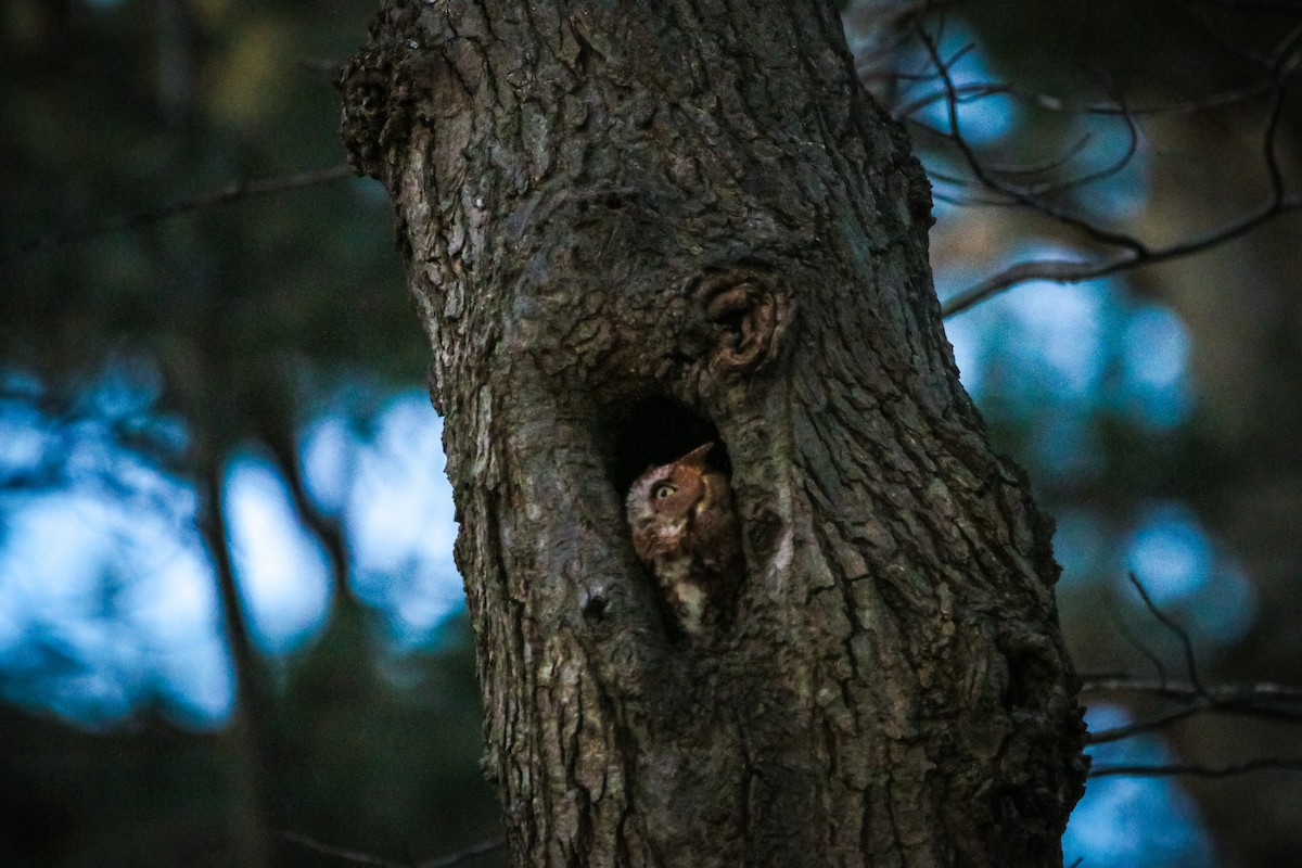 Eastern Screech-Owl - ML645645284