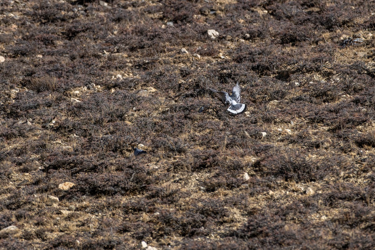 Hill Pigeon - ML645645285