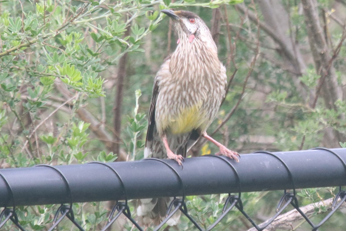 Red Wattlebird - ML645645286